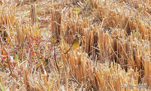 收获后的稻田里,遇见一群禾花雀