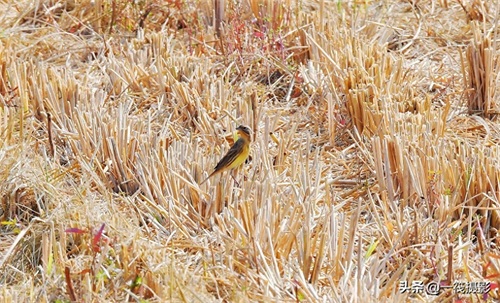 收获后的稻田里,遇见一群禾花雀