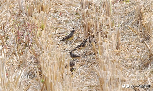 收获后的稻田里,遇见一群禾花雀