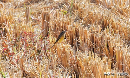 收获后的稻田里,遇见一群禾花雀