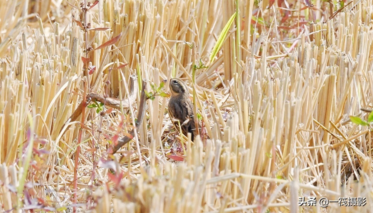 收获后的稻田里,遇见一群禾花雀