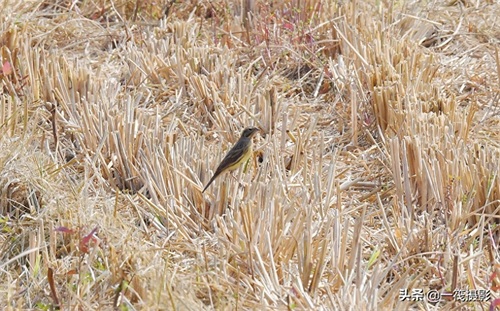 收获后的稻田里,遇见一群禾花雀