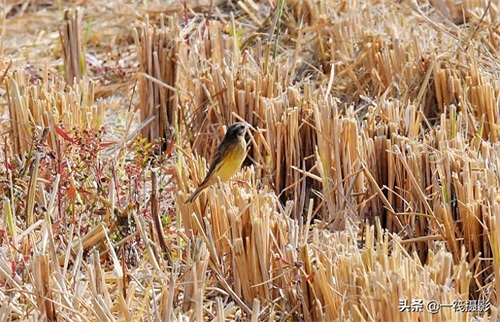 收获后的稻田里,遇见一群禾花雀