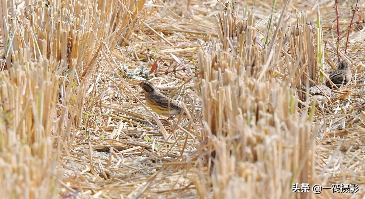 收获后的稻田里,遇见一群禾花雀