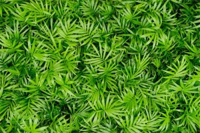 ​新买的袖珍椰子怎么养