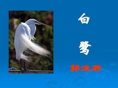 ​介绍白鹭的资料50字