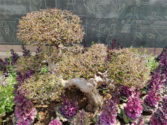 羽衣甘蓝 羽衣甘蓝