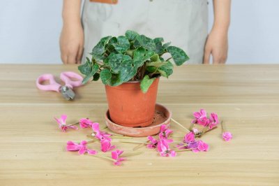 ​仙客来的花期养护措施