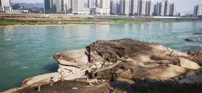 ​中国宜宾发现世界最大的龟