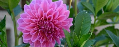 ​地瓜花怎么养殖