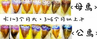 ​虎皮鹦鹉怎么区分公母，图文解说，包涵全部成长周期图片！必看！