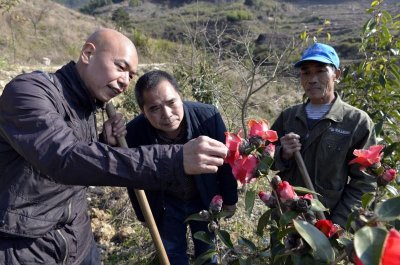 ​建瓯红花油茶：“美”了锥栗山“鼓”了钱袋子
