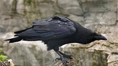 ​山东孔林为何能乌鸦远避，蛇类不侵？