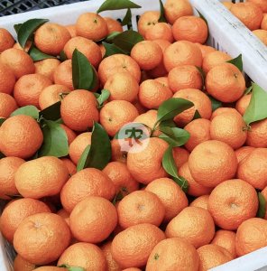​沙糖桔价格下跌，最近沃柑、脐橙、爱媛38、耙耙柑行情信息！