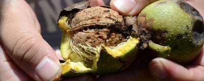 ​剥青皮核桃手黑怎么办