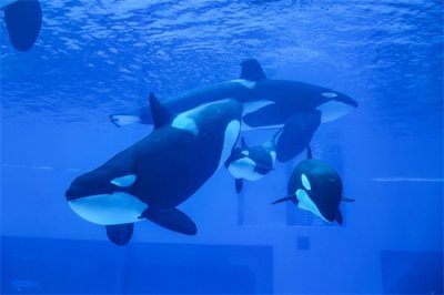 ​喜迎蛇年，横琴长隆飞船乐园推出“文旅大餐”