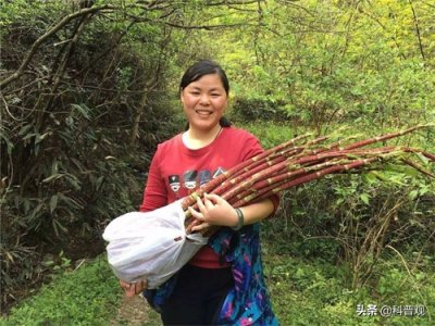 ​入侵多国的日本虎杖，英国花几十亿都无法消灭，在我国却被当零食