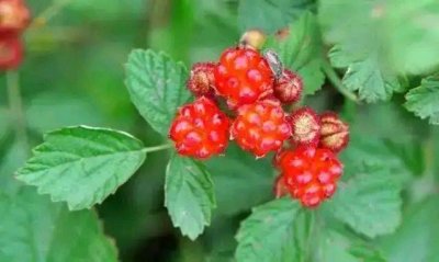 ​农村常见的茅莓有什么利用价值？