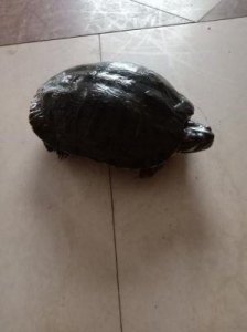 ​揭秘‘龟毛’现象：慢吞吞与啰嗦的烦恼