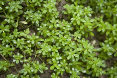 ​一味中药——垂盆草，既可治疱疹，又可治肝炎，建议收藏