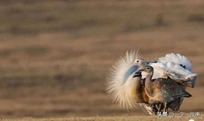 ​＂鸨＂字怎么读，是什么意思，＂老鸨＂这是一个误解了千年的词