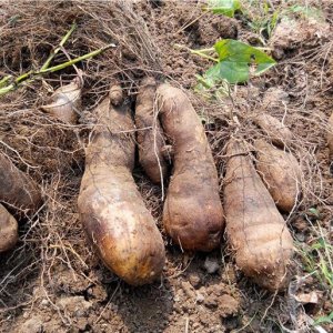 ​农村创业，选择脚板苕也不错