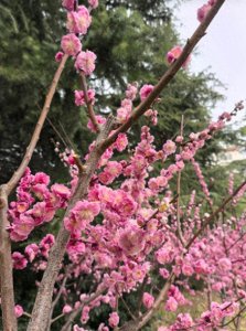​郑州市月季公园新发现：一片梅林花开正好