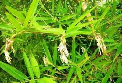 ​盆栽竹子长出穗(盆栽竹子长穗怎么回事)