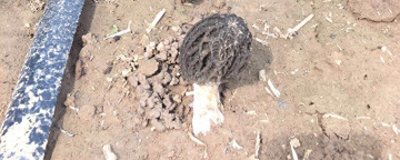 ​羊肚菌室内种植技术