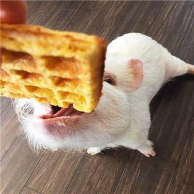 猪的微信头像图片大全可爱超萌