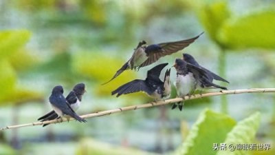 ​关于燕子的10个有趣冷知识，你知道几个？