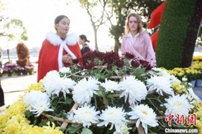 ​河南开封：深秋菊韵映古城