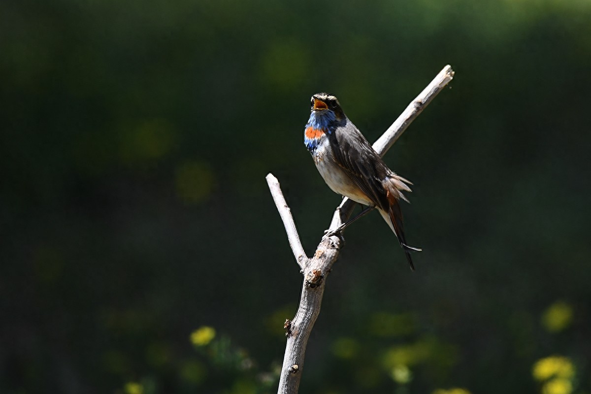 实拍北京人喜爱的宠物鸟，有着悦耳叫声的蓝点颏