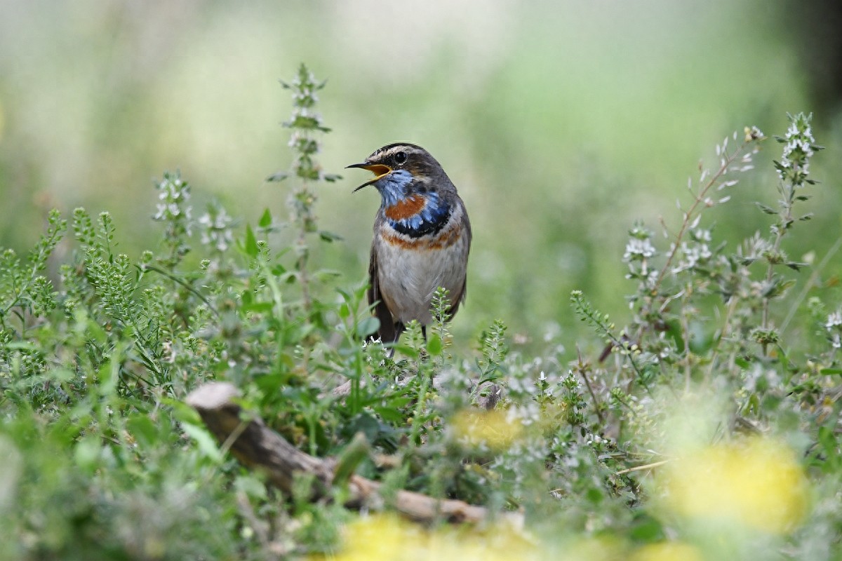 实拍北京人喜爱的宠物鸟，有着悦耳叫声的蓝点颏