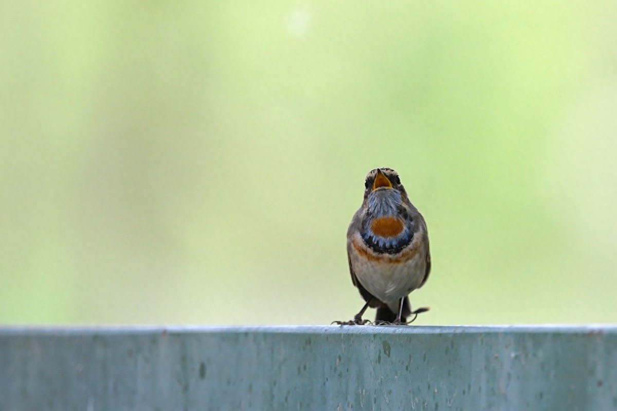 实拍北京人喜爱的宠物鸟，有着悦耳叫声的蓝点颏