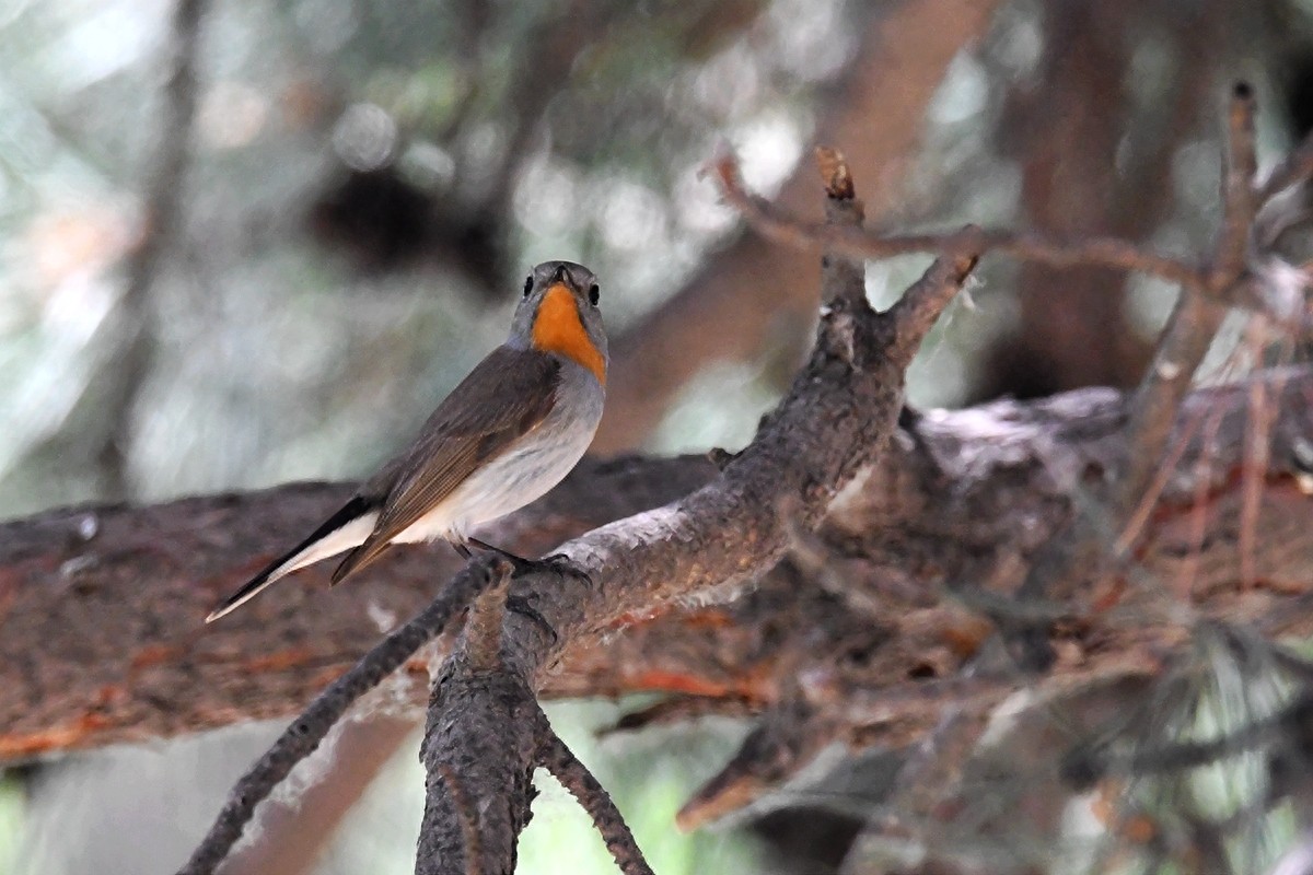 实拍北京人喜爱的宠物鸟，有着悦耳叫声的蓝点颏