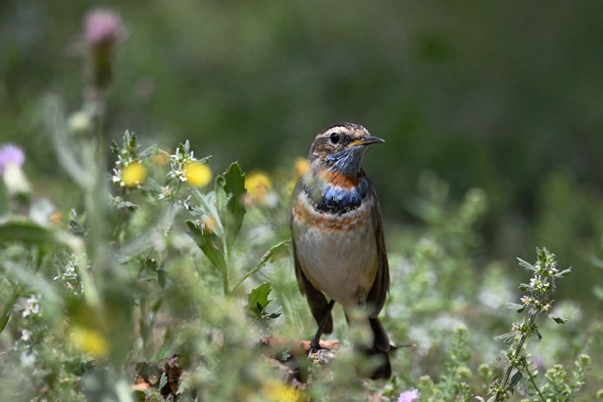 实拍北京人喜爱的宠物鸟，有着悦耳叫声的蓝点颏
