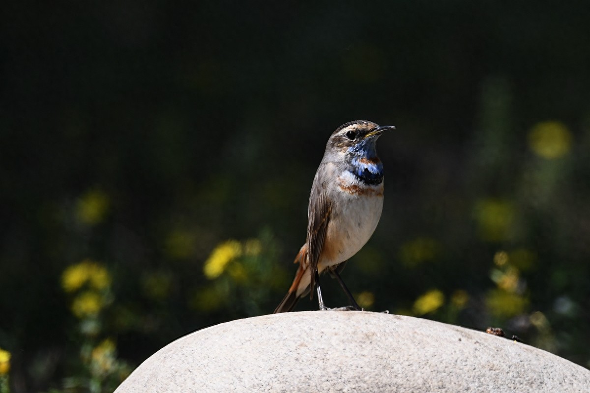 实拍北京人喜爱的宠物鸟，有着悦耳叫声的蓝点颏