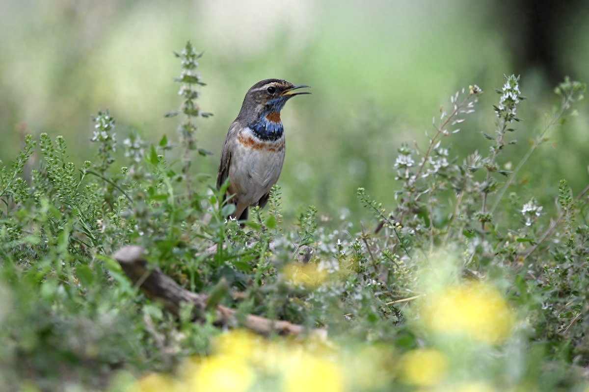 实拍北京人喜爱的宠物鸟，有着悦耳叫声的蓝点颏