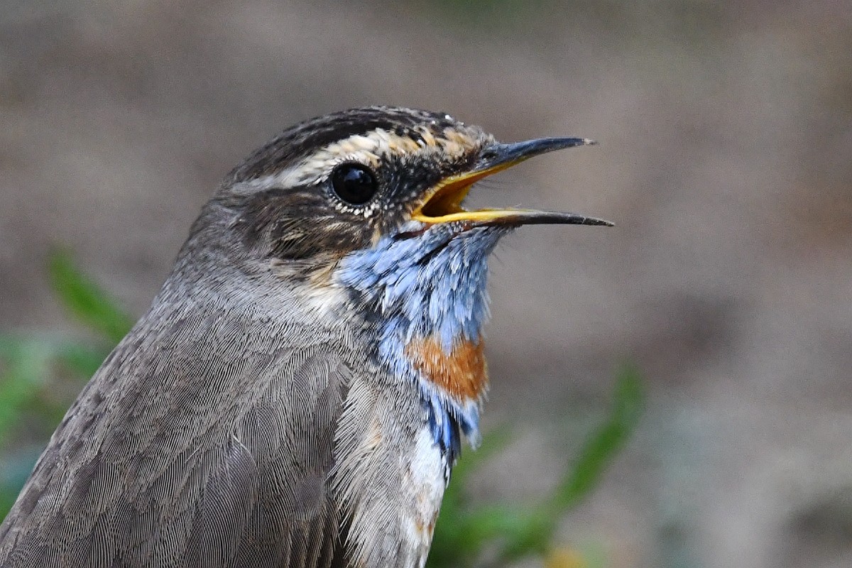 实拍北京人喜爱的宠物鸟，有着悦耳叫声的蓝点颏