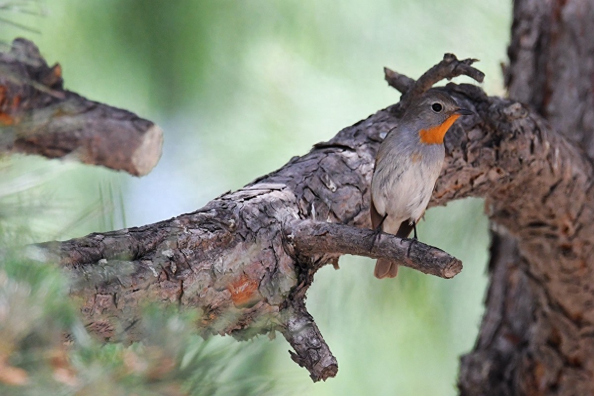 实拍北京人喜爱的宠物鸟，有着悦耳叫声的蓝点颏