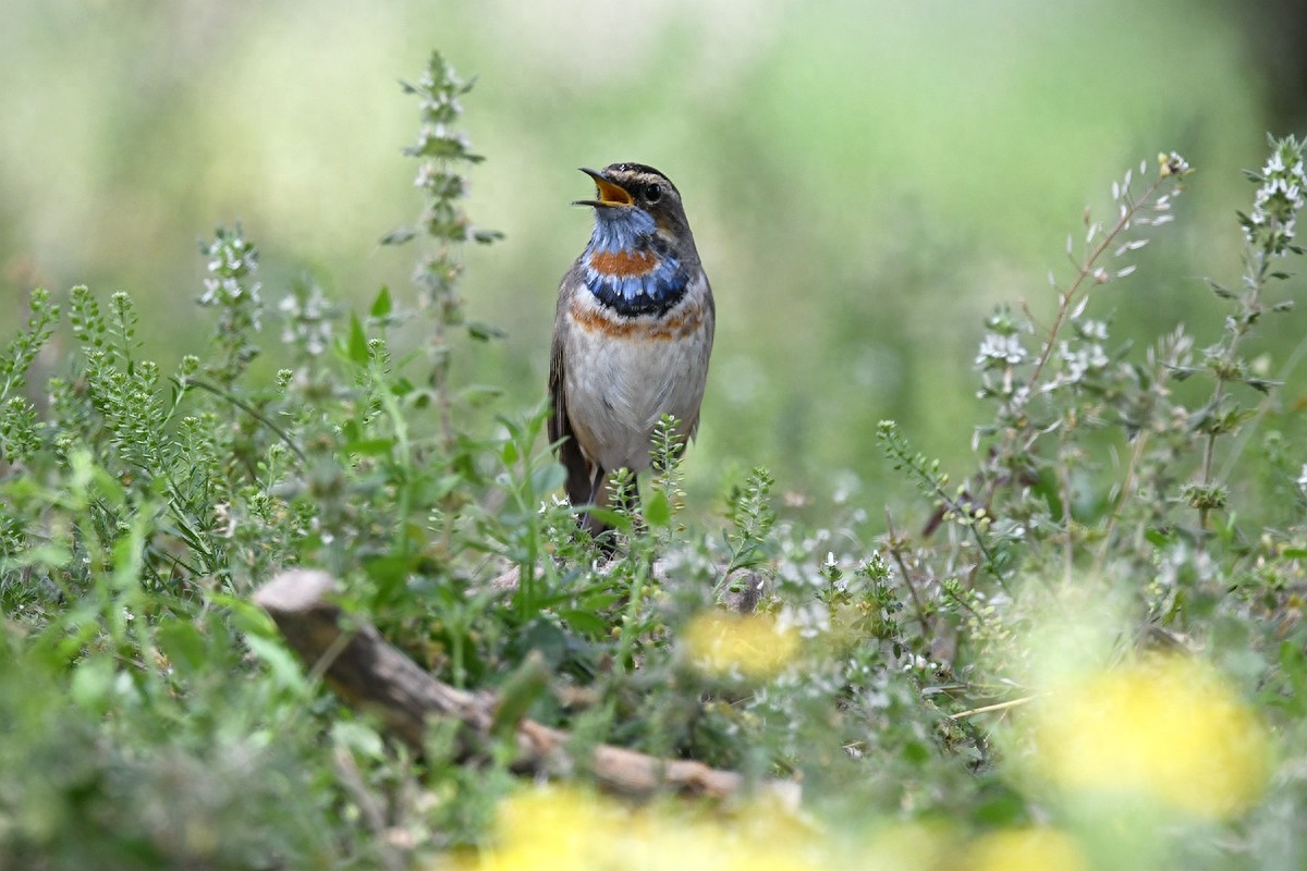 实拍北京人喜爱的宠物鸟，有着悦耳叫声的蓝点颏