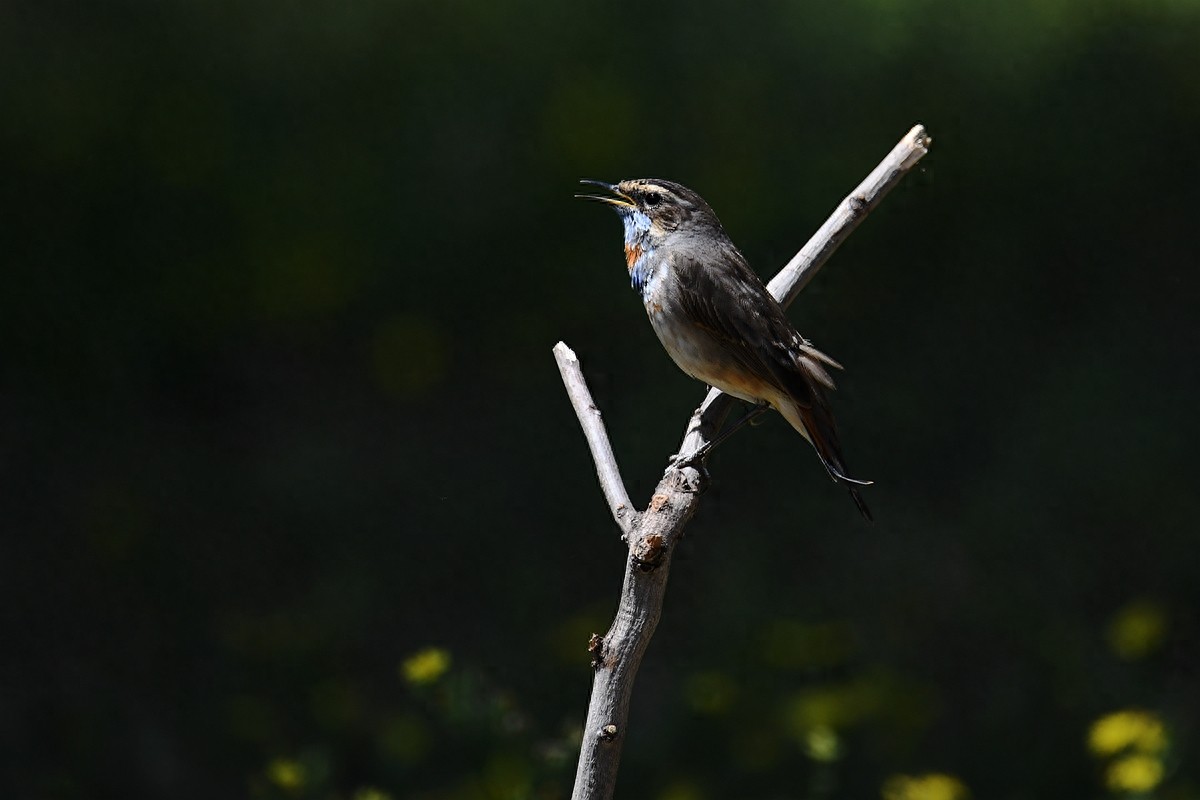 实拍北京人喜爱的宠物鸟，有着悦耳叫声的蓝点颏