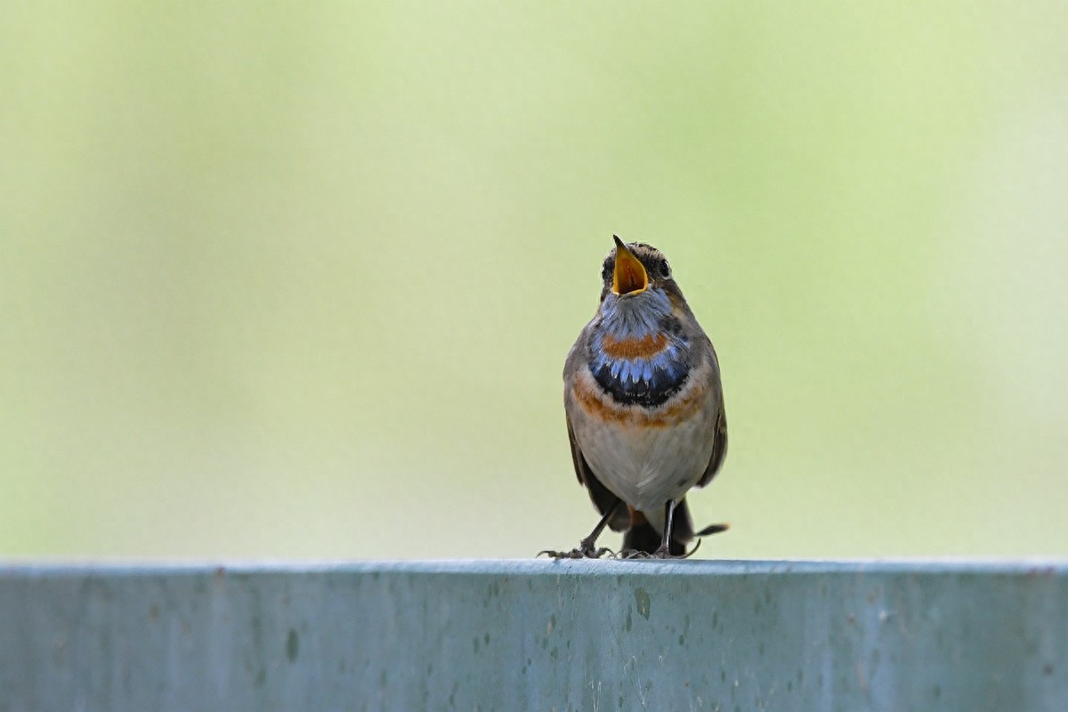 实拍北京人喜爱的宠物鸟，有着悦耳叫声的蓝点颏