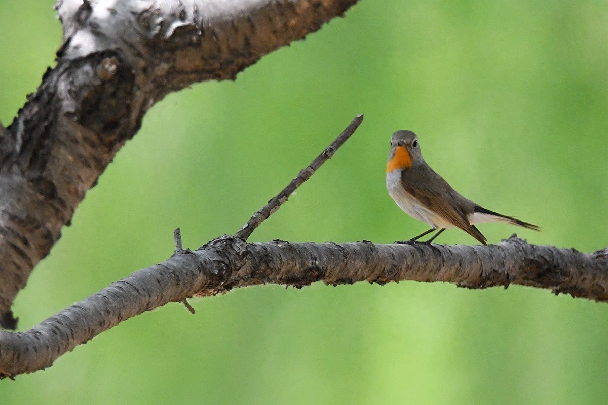 实拍北京人喜爱的宠物鸟，有着悦耳叫声的蓝点颏