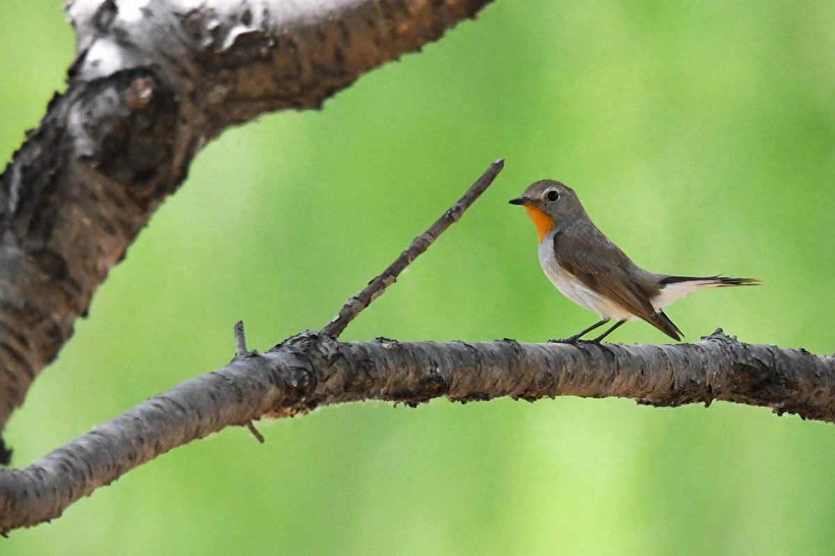 实拍北京人喜爱的宠物鸟，有着悦耳叫声的蓝点颏