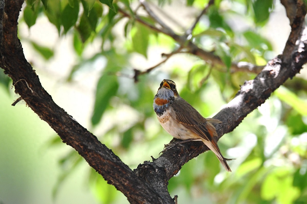 实拍北京人喜爱的宠物鸟，有着悦耳叫声的蓝点颏