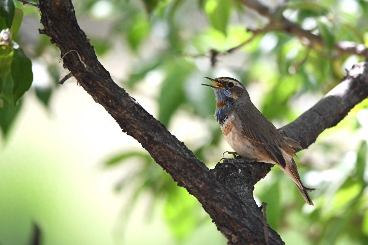 实拍北京人喜爱的宠物鸟，有着悦耳叫声的蓝点颏