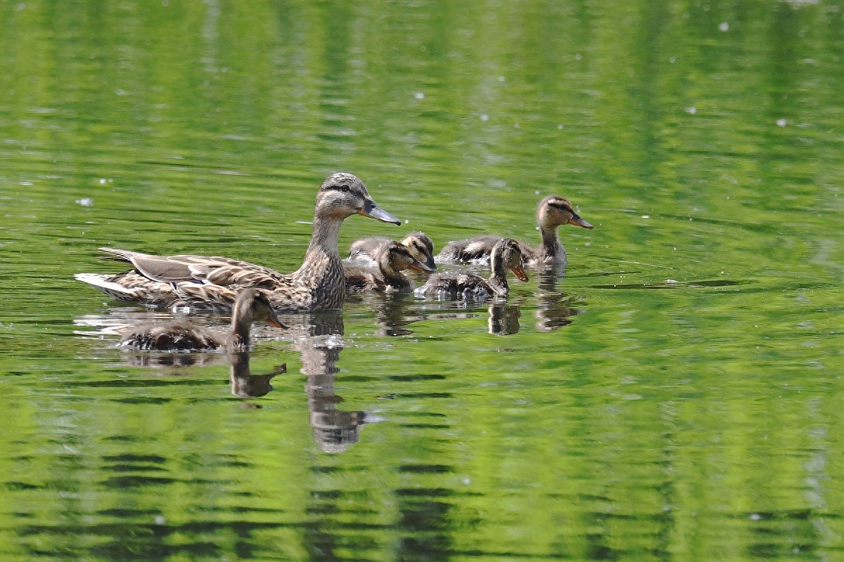 实拍北京人喜爱的宠物鸟，有着悦耳叫声的蓝点颏