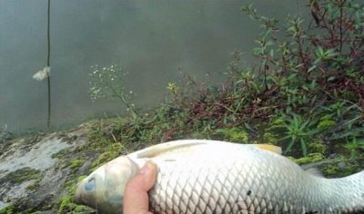 ​鱼塘是什么梗承包鱼塘什么意思 张翰为何被封为鱼塘塘主